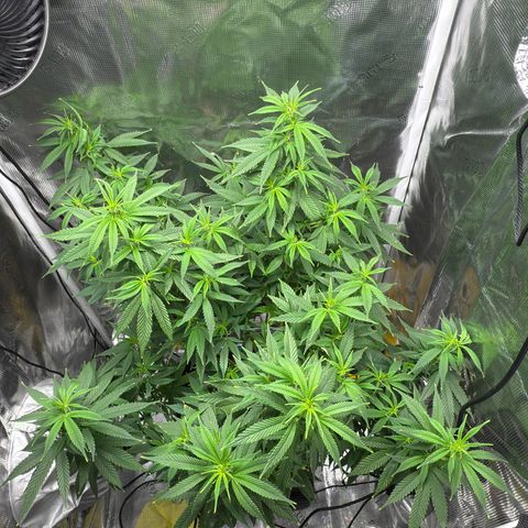 Vanilla Frosting growlog timeline photo