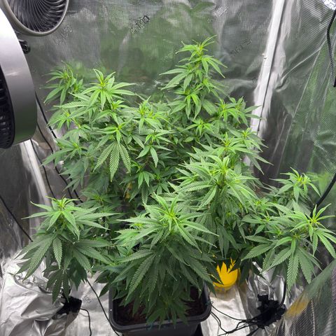 Vanilla Frosting growlog timeline photo
