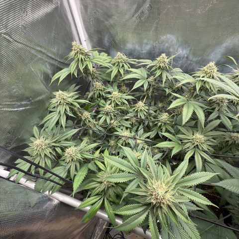 Tropicanna Banana growlog timeline photo