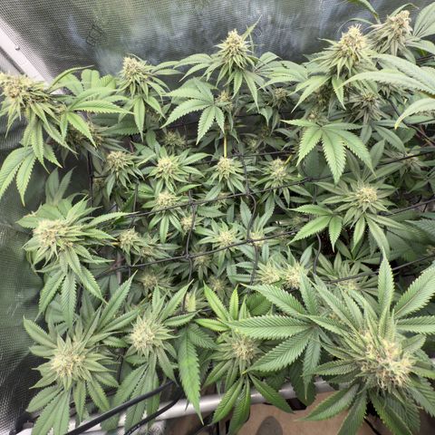 Tropicanna Banana growlog timeline photo