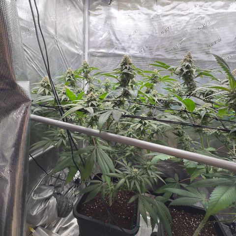 Tropicanna Banana growlog timeline photo