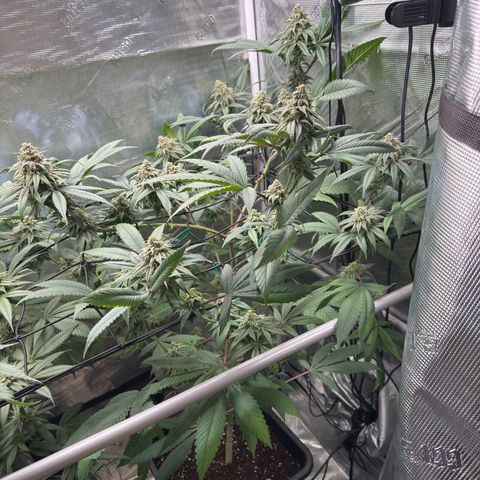 AK 47 growlog timeline photo
