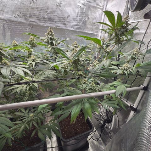 AK 47 growlog timeline photo
