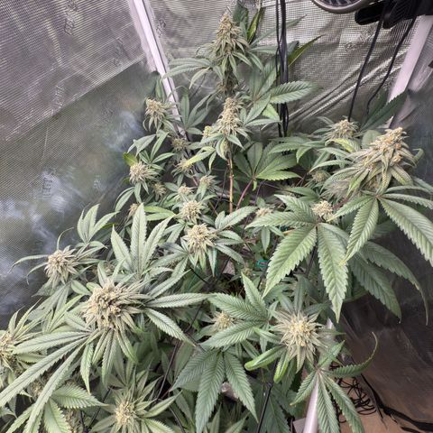 AK 47 growlog timeline photo
