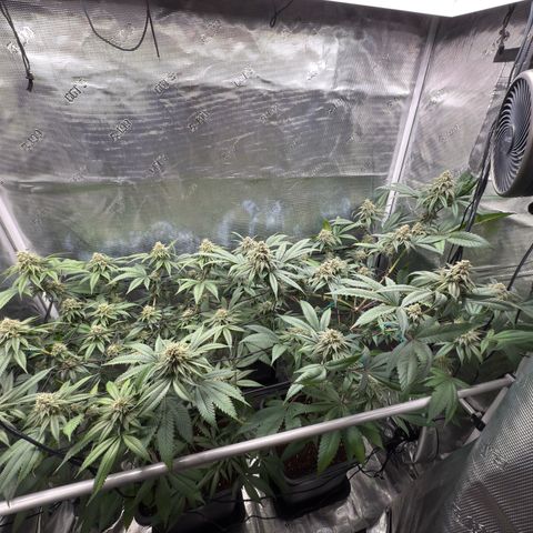 AK 47 growlog timeline photo