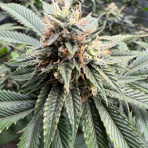Tropicanna Banana growlog timeline photo