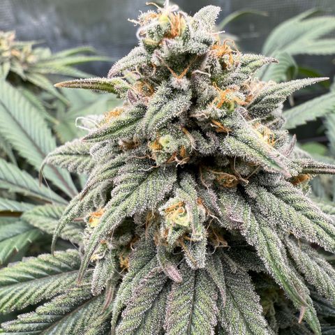 AK 47 growlog timeline photo