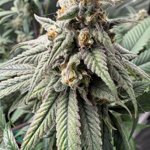 AK 47 growlog timeline photo