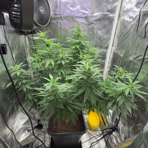Vanilla Frosting growlog timeline photo