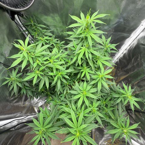 Vanilla Frosting growlog timeline photo