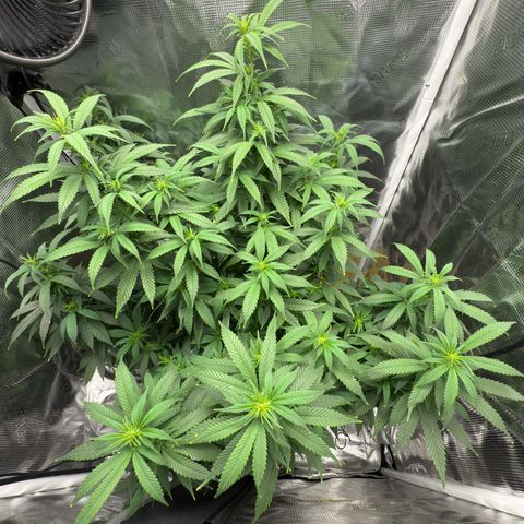 Vanilla Frosting growlog timeline photo