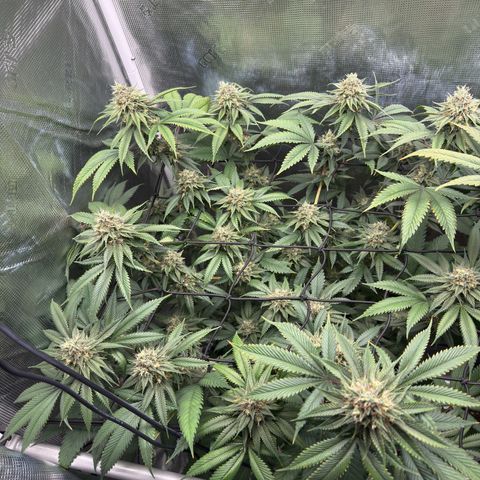 Tropicanna Banana growlog timeline photo
