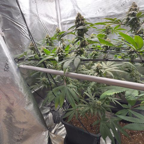 Tropicanna Banana growlog timeline photo