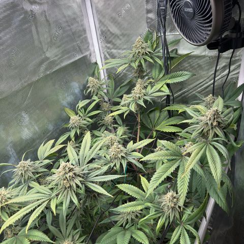 AK 47 growlog timeline photo