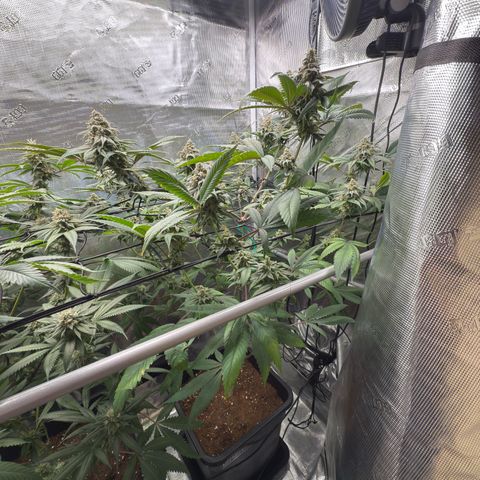 AK 47 growlog timeline photo