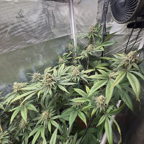 AK 47 growlog timeline photo