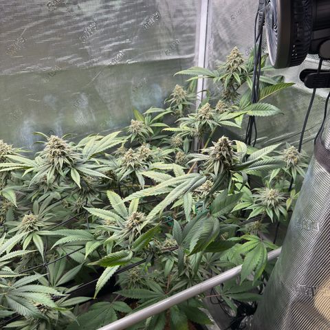 AK 47 growlog timeline photo