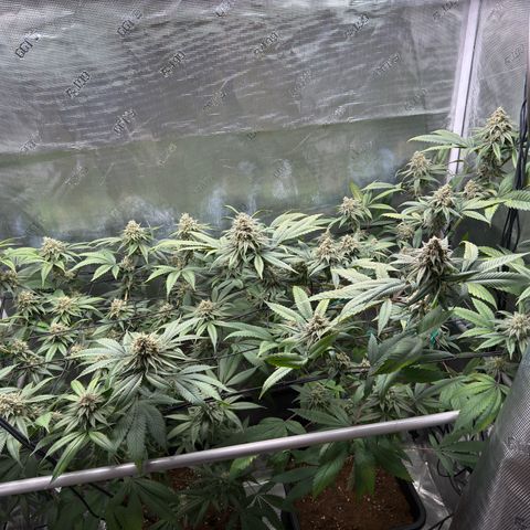 AK 47 growlog timeline photo