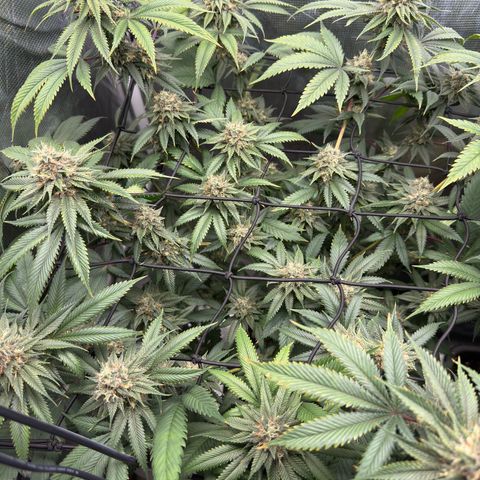 Tropicanna Banana growlog timeline photo