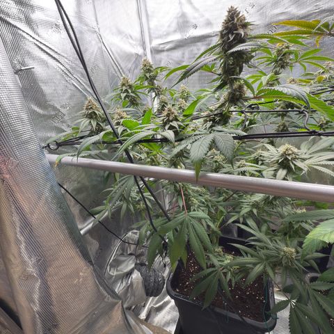 Tropicanna Banana growlog timeline photo