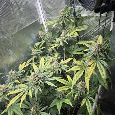 AK 47 growlog timeline photo