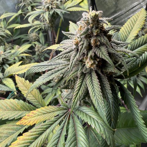 AK 47 growlog timeline photo