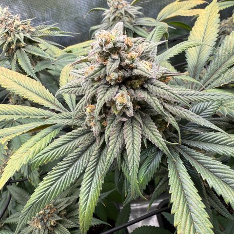 AK 47 growlog timeline photo