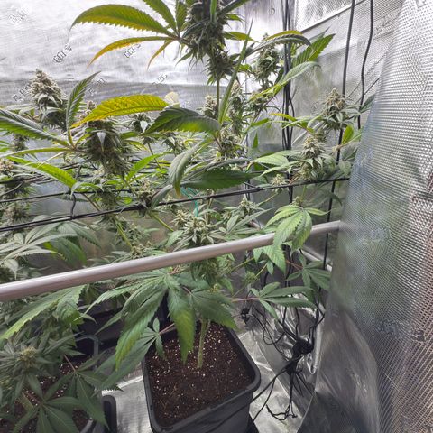 AK 47 growlog timeline photo