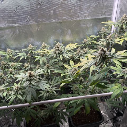 AK 47 growlog timeline photo