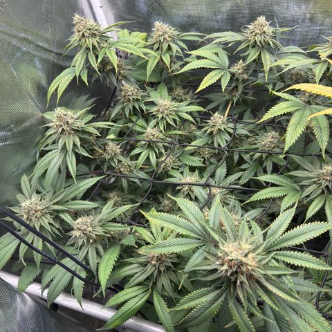 Tropicanna Banana growlog timeline photo