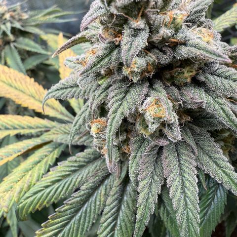 AK 47 growlog timeline photo