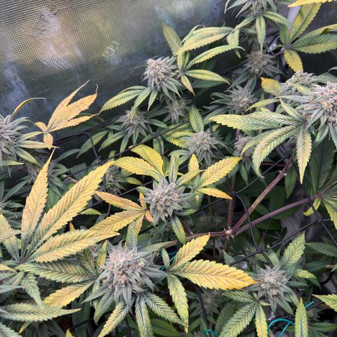 AK 47 growlog timeline photo