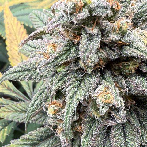 AK 47 growlog timeline photo