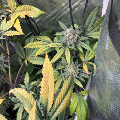 AK 47 growlog timeline photo