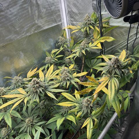 AK 47 growlog timeline photo