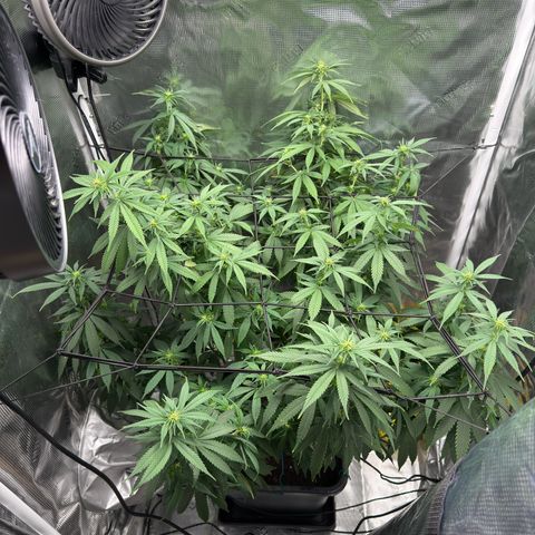 Vanilla Frosting growlog timeline photo