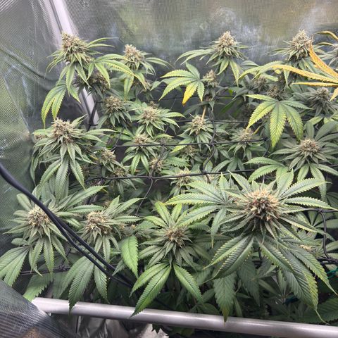 Tropicanna Banana growlog timeline photo