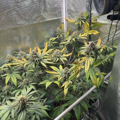 AK 47 growlog timeline photo