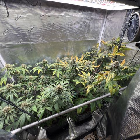 AK 47 growlog timeline photo