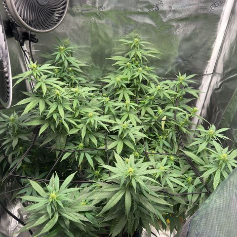 Vanilla Frosting growlog photo: Stretching the branches