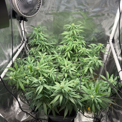 Vanilla Frosting growlog timeline photo
