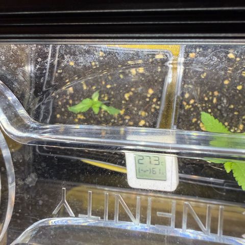 Chemdawg#2 growlog photo: Looks a little down, but she’ll pull through 