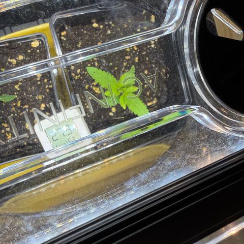 Chemdawg#1 growlog timeline photo