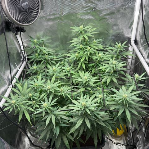 Vanilla Frosting growlog timeline photo