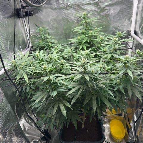 Vanilla Frosting growlog timeline photo