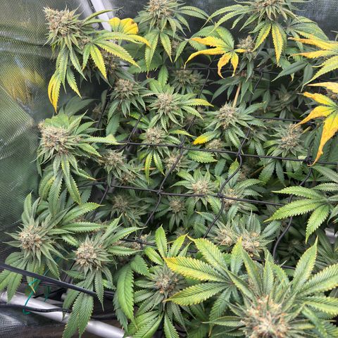Tropicanna Banana growlog timeline photo