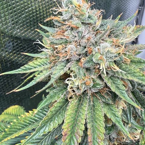 Tropicanna Banana growlog timeline photo