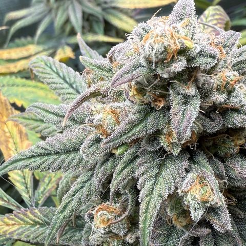 AK 47 growlog timeline photo
