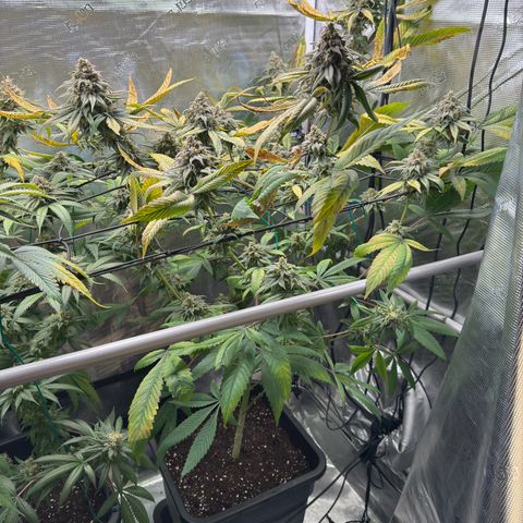 AK 47 growlog timeline photo
