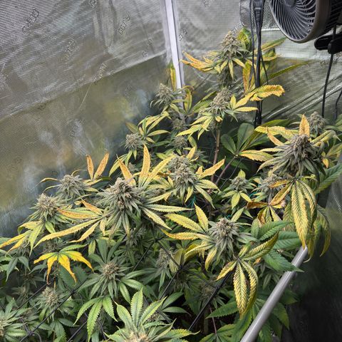 AK 47 growlog timeline photo